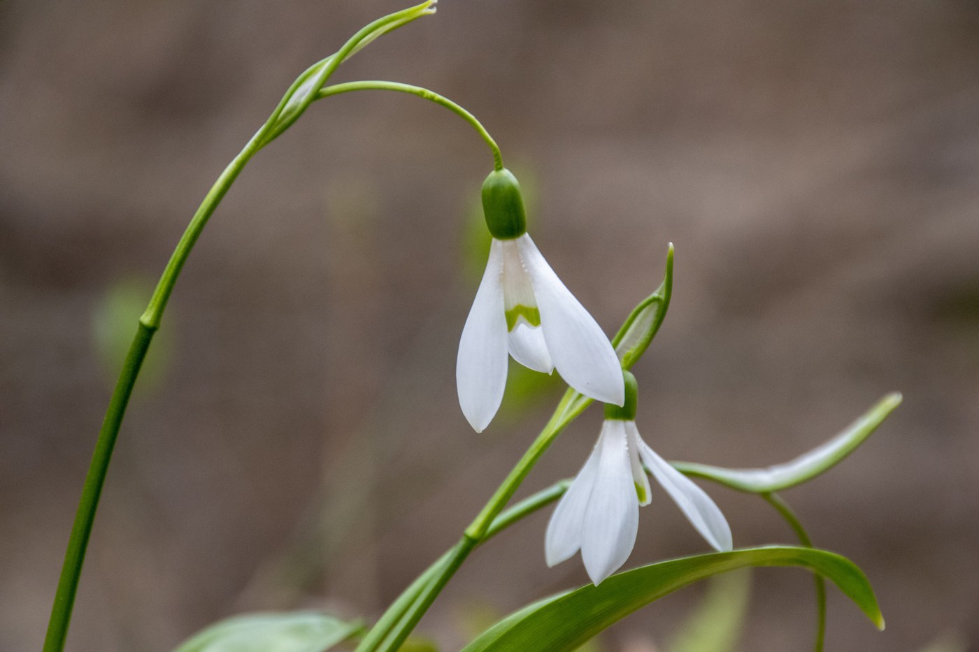 Image of Galanthus woronowii specimen.