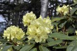 Смотреть изображение Rhododendron aureum