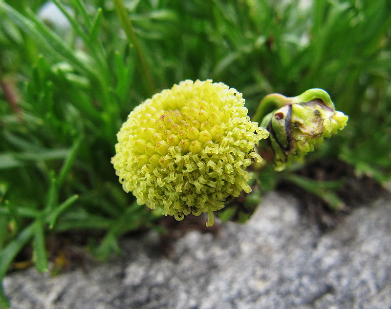 Изображение особи Artemisia norvegica.