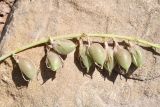 Смотреть изображение род Astragalus