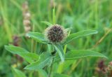 Смотреть изображение род Centaurea