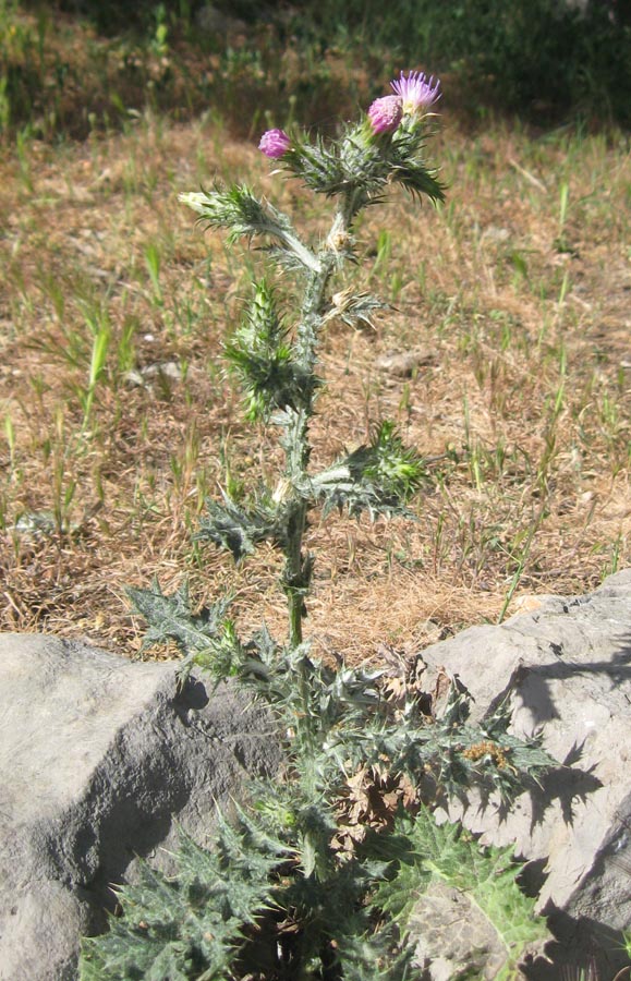 Изображение особи Carduus pycnocephalus.