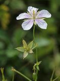 View full-size image Geranium sieboldii