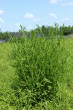 View full-size image Centaurea jacea