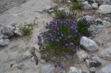 View full-size image Vicia sosnowskyi