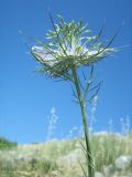 Nigella elata. Побег с цветком. Южный берег Крыма, окр. пос. Гурзуф, ур. Мёртвая долина. 25.06.2011.