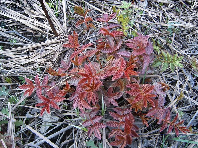 Image of Filipendula ulmaria specimen.