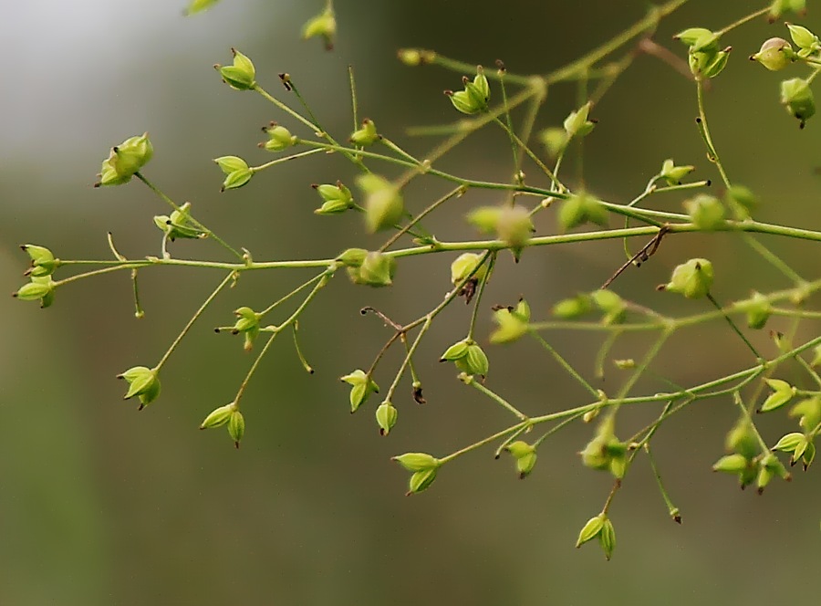 Image of Thalictrum minus specimen.