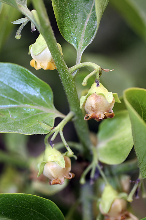 Image of Diospyros kaki specimen.