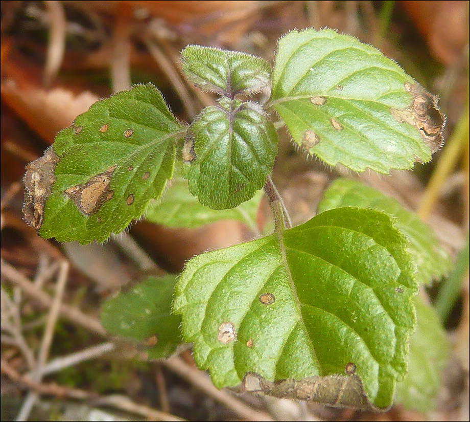 Image of genus Clinopodium specimen.