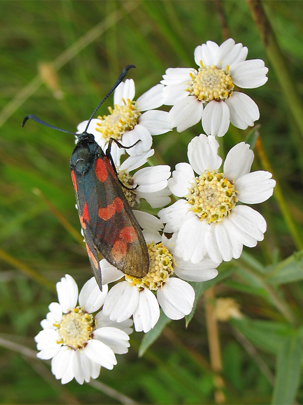 Изображение особи Achillea ptarmica.