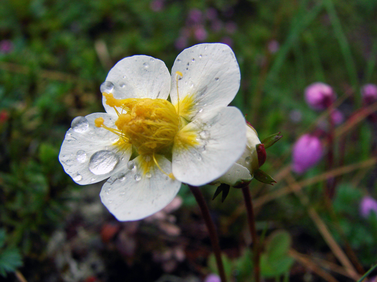 Image of Sieversia pusilla specimen.