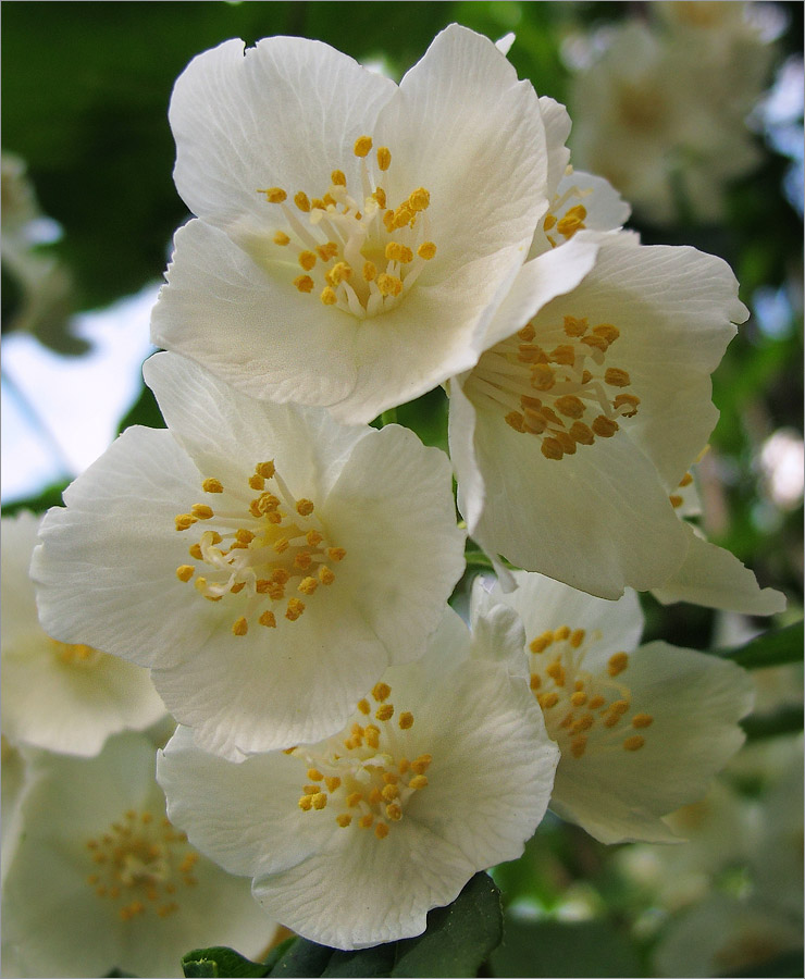 Image of Philadelphus coronarius specimen.