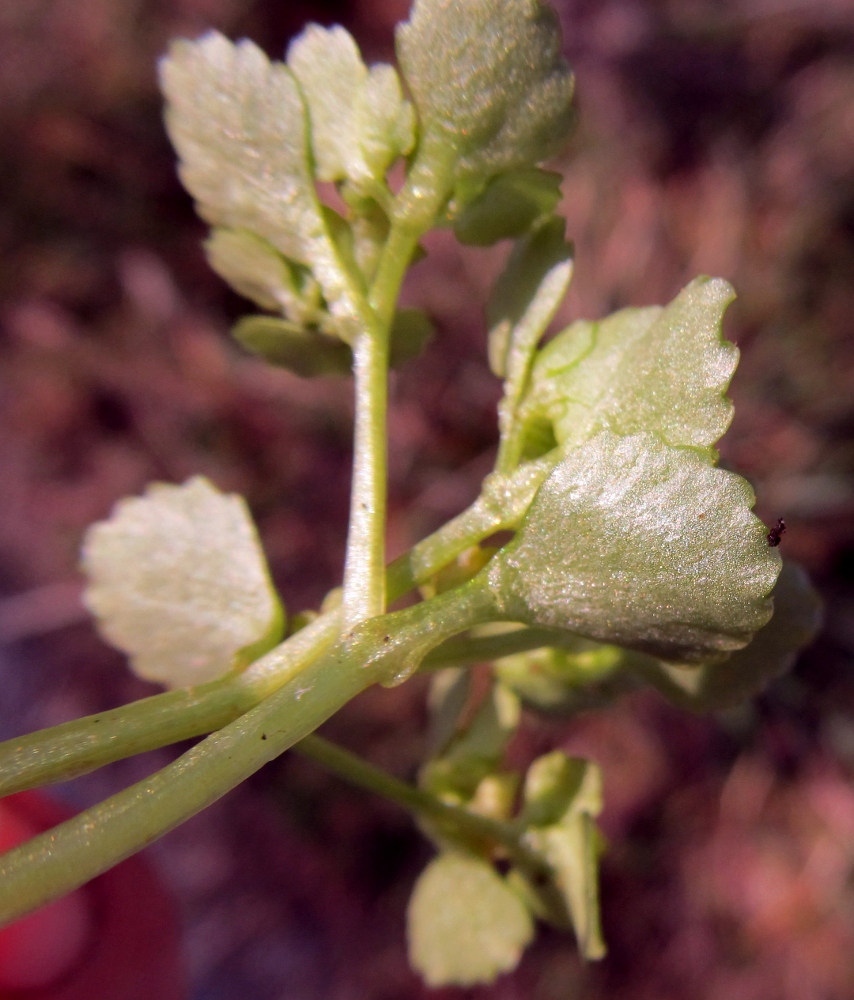 Image of Chrysosplenium oppositifolium specimen.