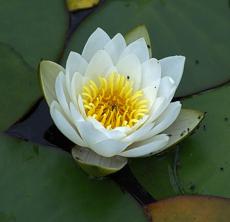 Image of Nymphaea candida specimen.