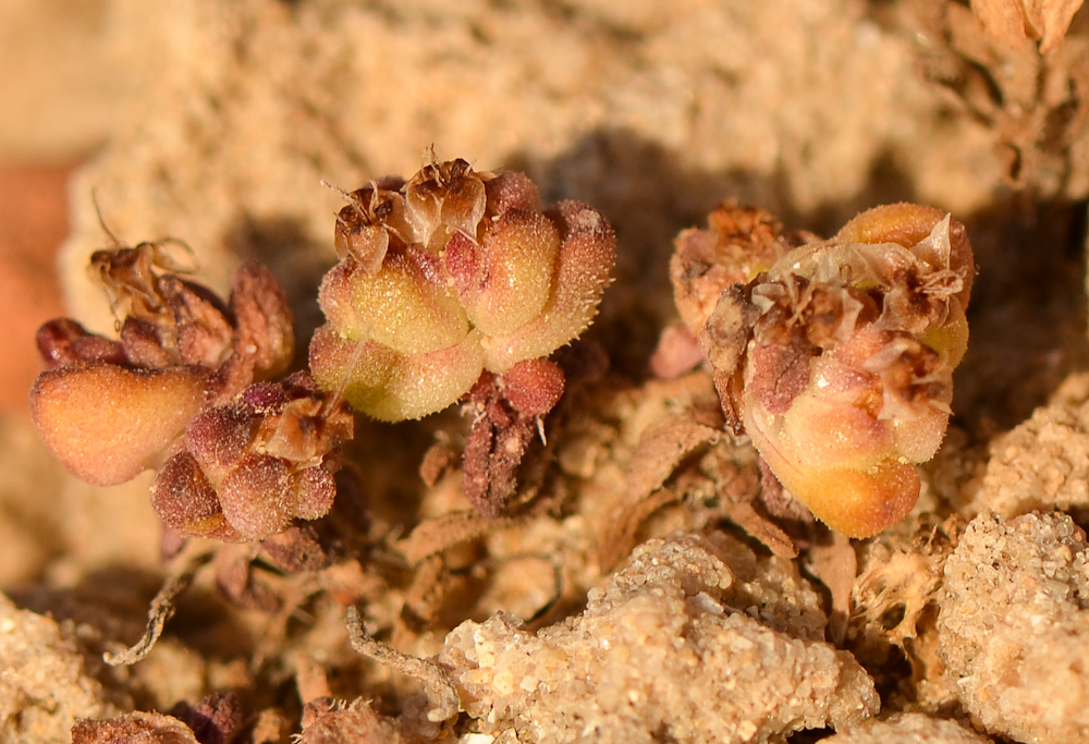 Image of Plantago sarcophylla specimen.