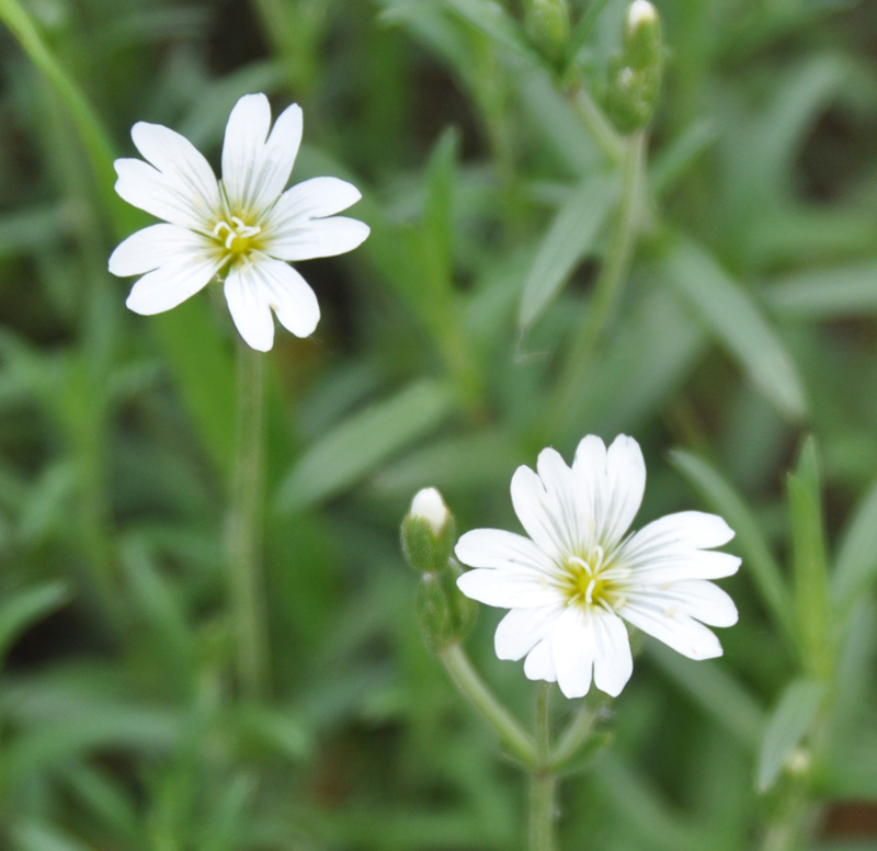 Image of Cerastium arvense specimen.