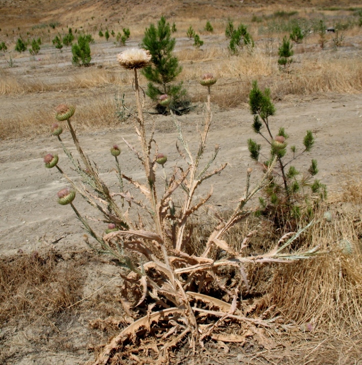 Image of Onopordum leptolepis specimen.