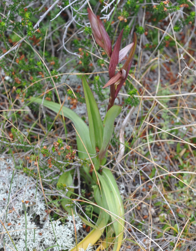 Image of Serapias parviflora specimen.