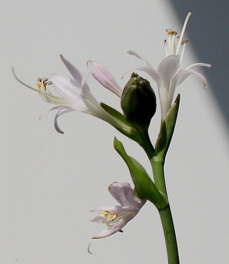 Image of Hosta fortunei specimen.