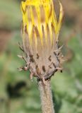 Taraxacum serotinum