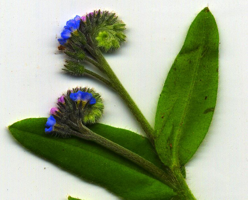 Image of Myosotis arvensis specimen.