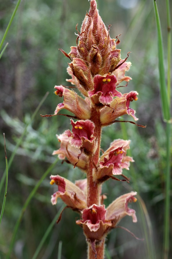 Изображение особи Orobanche gracilis.