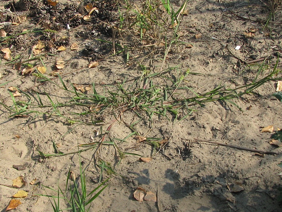 Image of Cenchrus pauciflorus specimen.