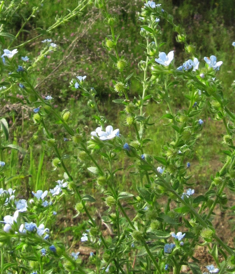 Image of Lappula squarrosa specimen.