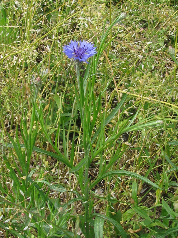 Image of Centaurea cyanus specimen.