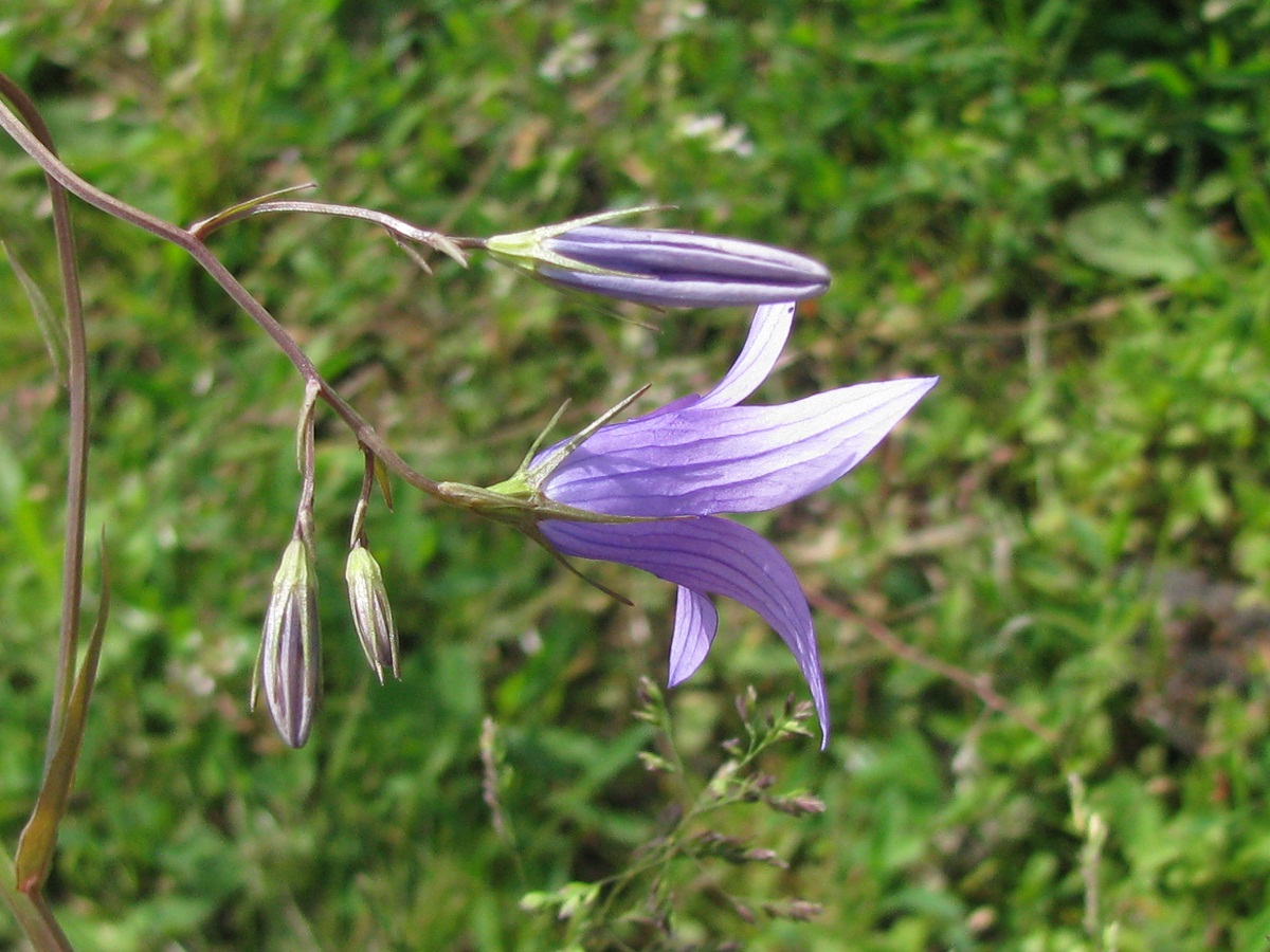 Image of Campanula patula specimen.