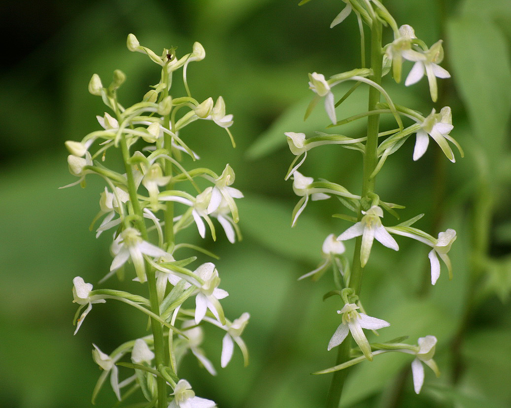 Image of Platanthera metabifolia specimen.