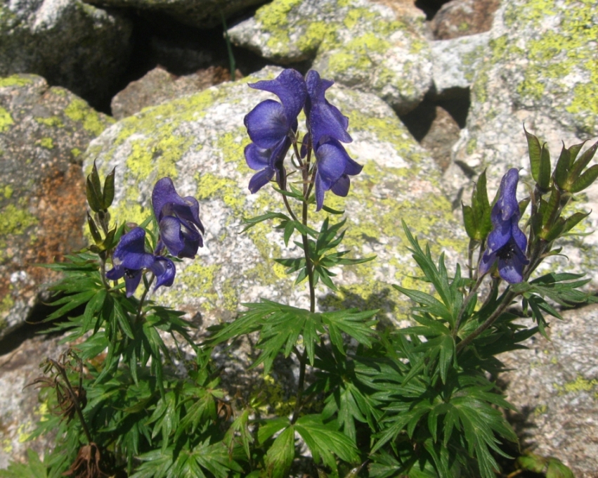 Image of Aconitum nasutum specimen.