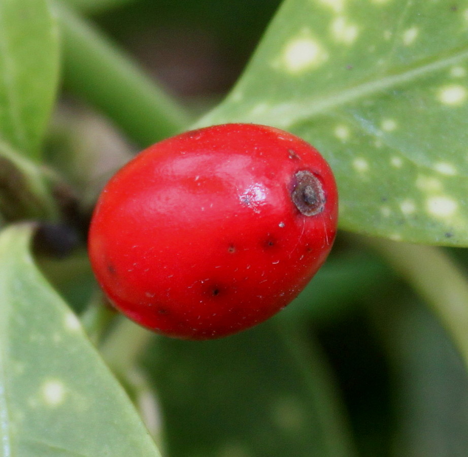 Image of Aucuba japonica specimen.