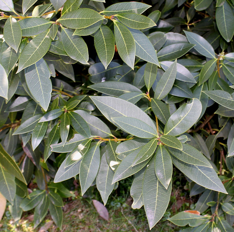 Image of Osmanthus &times; burkwoodii specimen.