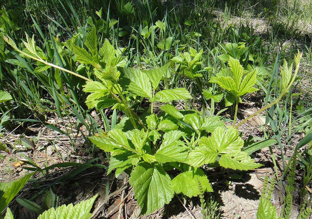 Image of Rubus saxatilis specimen.