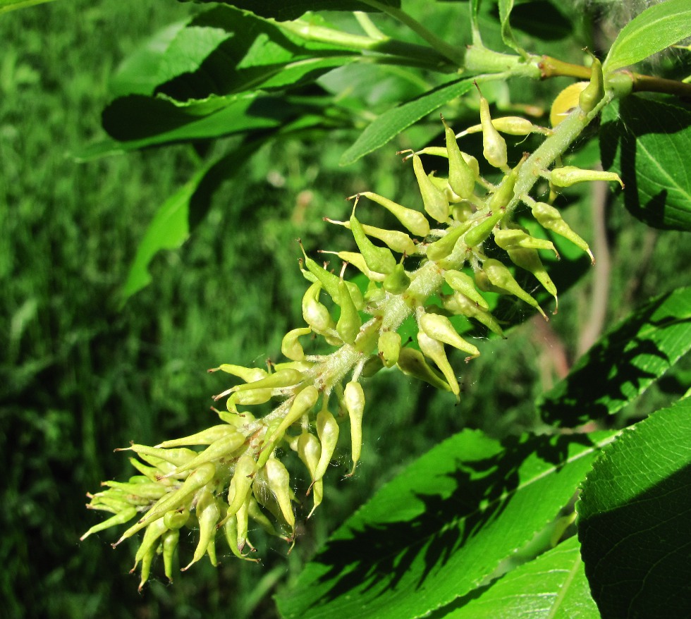 Image of Salix jenisseensis specimen.