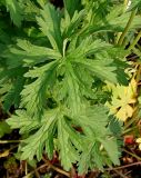 Geranium pratense. Листья. Германия, г. Krefeld, Ботанический сад. 10.06.2013.