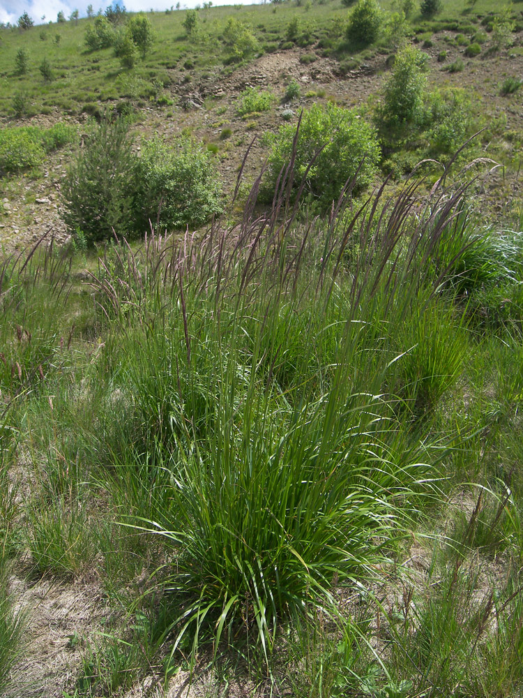 Изображение особи Calamagrostis arundinacea.