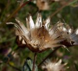 Centaurea adpressa