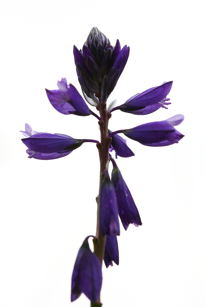 Image of Polygala comosa specimen.