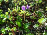 Dodecatheon frigidum. Цветущее растение в кустарничковой тундре. Чукотский автономный округ, Чукотский р-н, окр. села Лорино. 21 июня 2013 г.