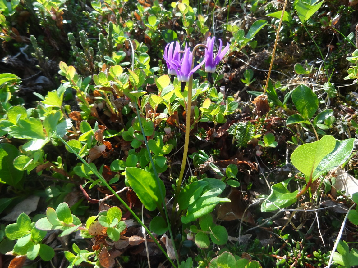 Изображение особи Dodecatheon frigidum.