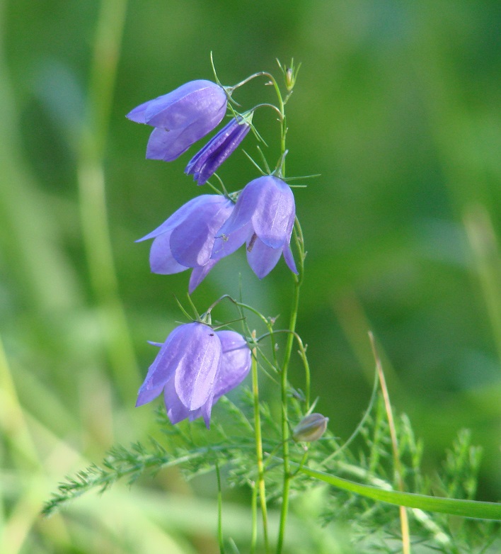 Image of Campanula rotundifolia specimen.