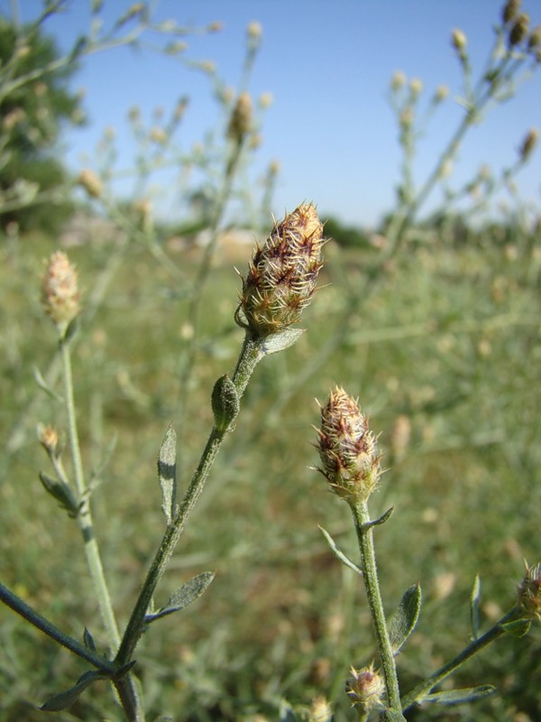 Image of Centaurea diffusa specimen.