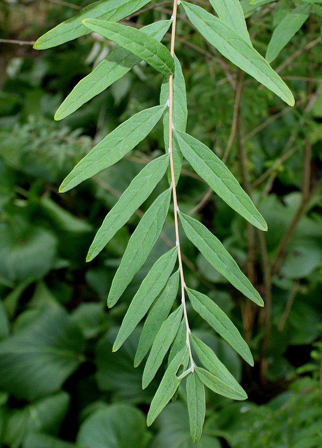 Image of Buddleja alternifolia specimen.