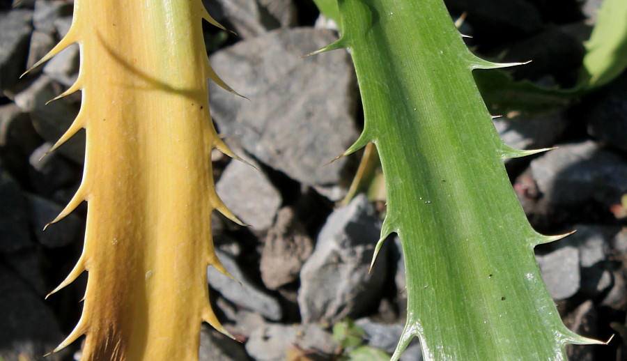 Image of Eryngium serra specimen.