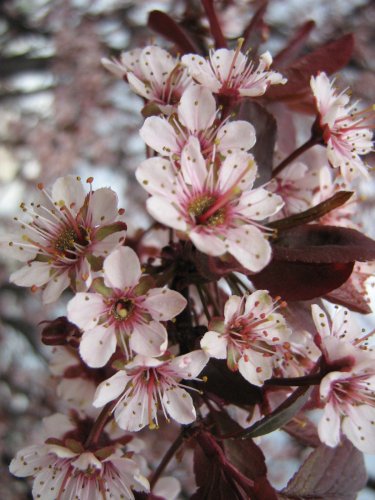 Image of genus Prunus specimen.