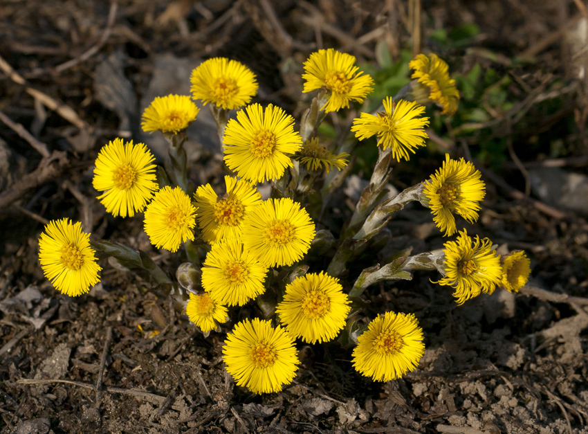 Image of Tussilago farfara specimen.