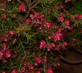 Grevillea rosmarinifolia. Ветки с соцветиями. Израиль, Шарон, пос. Кфар Шмариягу, сквер, в культуре. 17.03.2014.